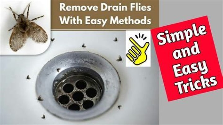 How do I permanently get rid of drain flies?
