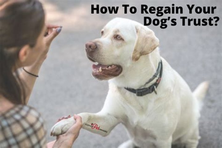 How do I regain my dogs trust?