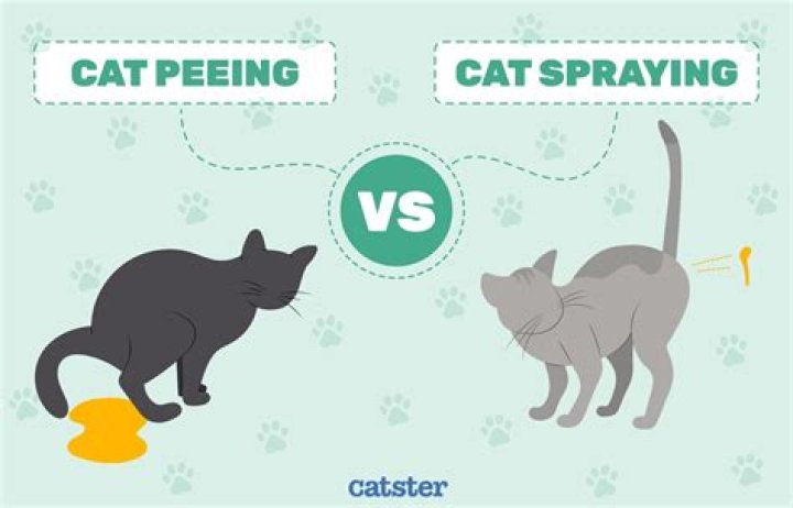How do I stop my pee from smelling?