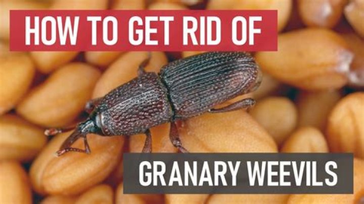 How do weevils get into oats?