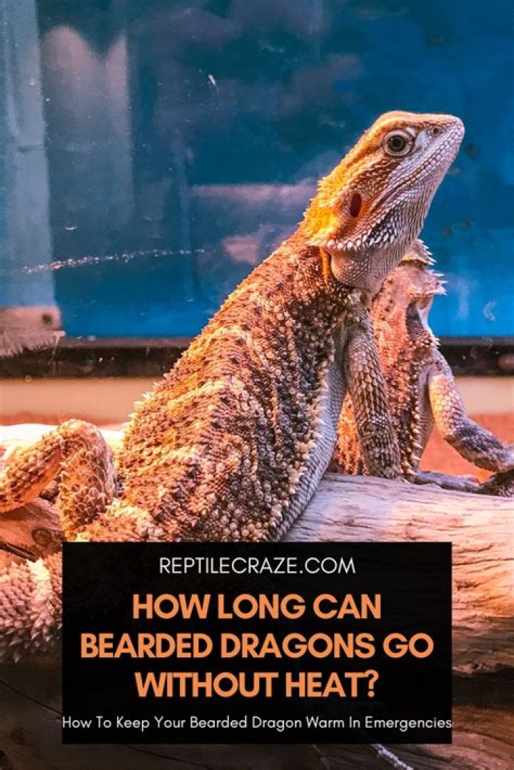 How do you comfort a bearded dragon?