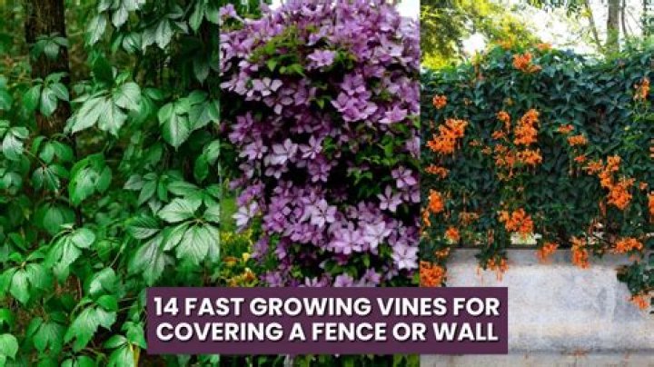 How do you cut vines on a fence?