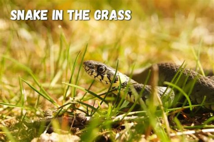How do you deal with a snake in the grass at work?