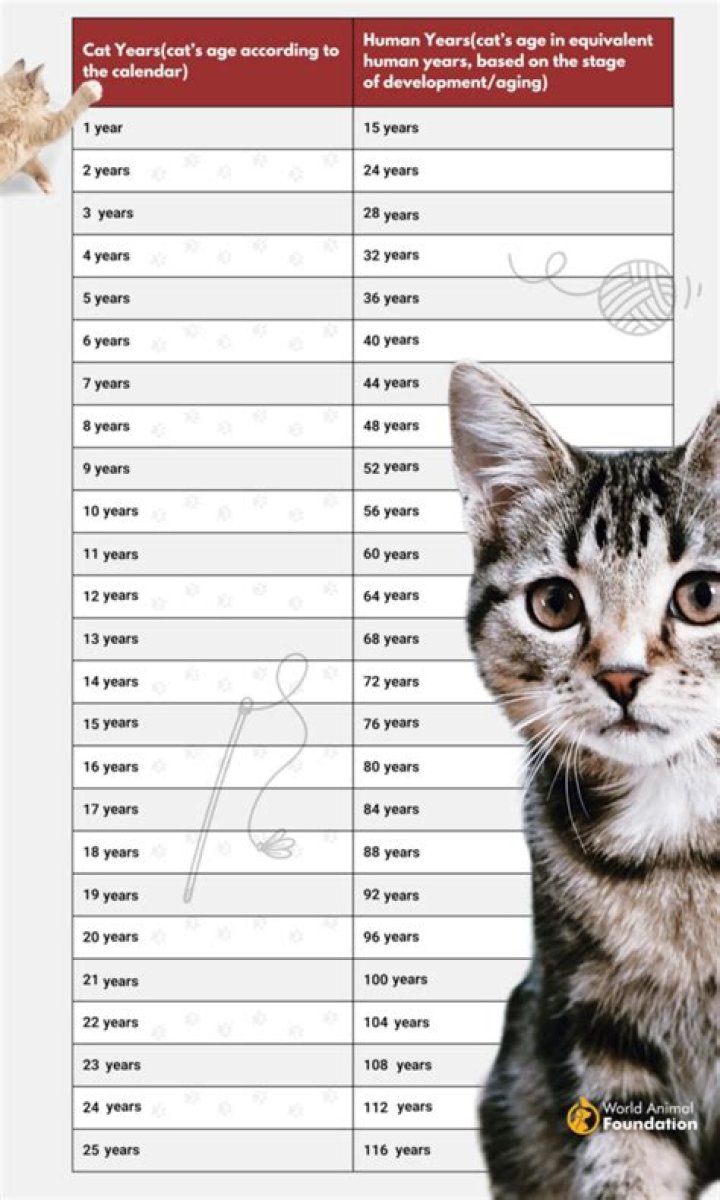 How do you determine a cat's favorite person?