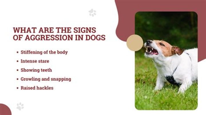 How do you discipline an aggressive dog?