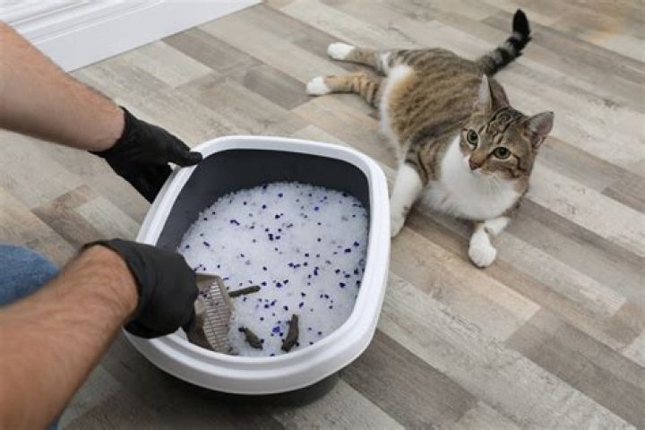 How do you disinfect a pet bowl?