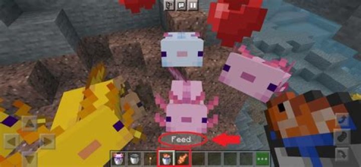 How do you feed Axolotls in Minecraft?