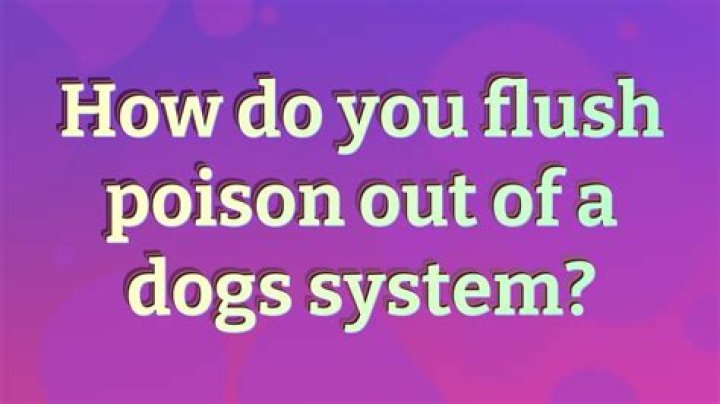 How do you flush poison out of a dog's system?