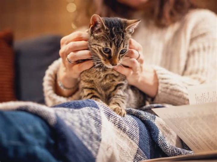 How do you get a cat to trust you?