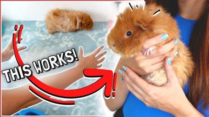 How do you get a guinea pig to come to you?