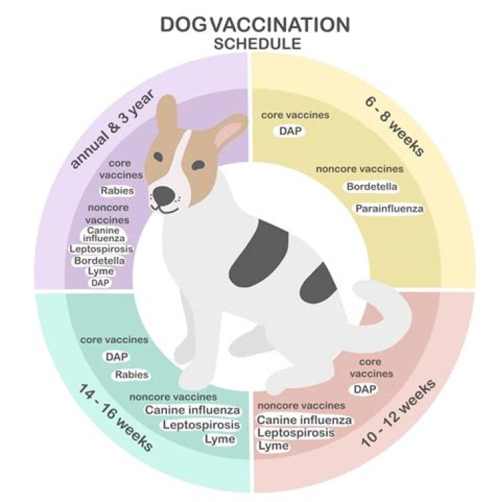 How do you get rid of bacteria in a dog's stomach?