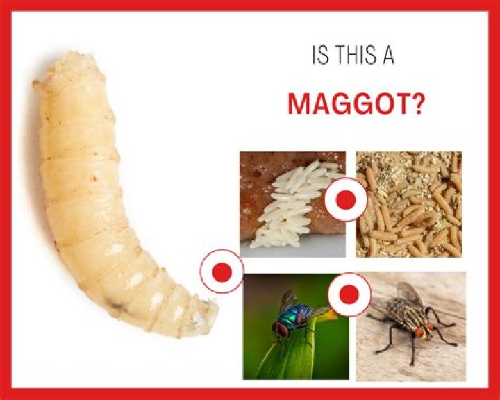 How do you get rid of maggots in rice?
