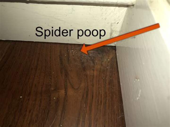 How do you get spider poop off siding?