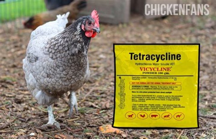 How do you give chickens tetracycline?
