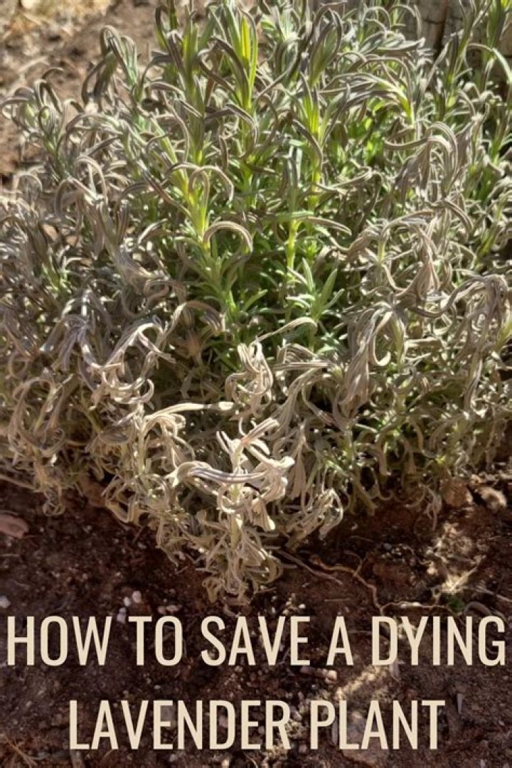 How do you keep potted lavender alive?