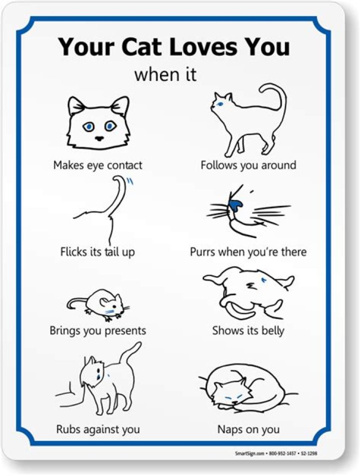How do you know if a cat likes you?