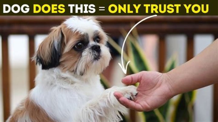 How do you know if a dog trusts you?