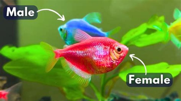 How do you know if a fish is in the river?