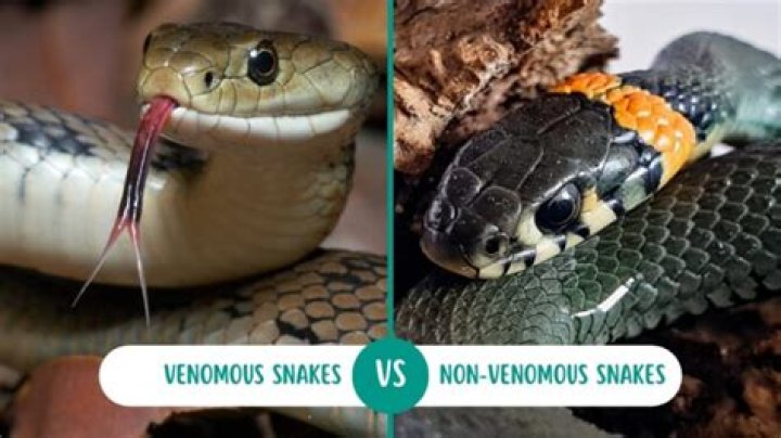 How do you know if a snake is near you?