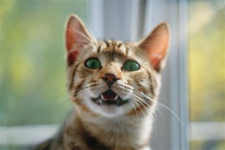 How do you know if my cat will accept another cat?