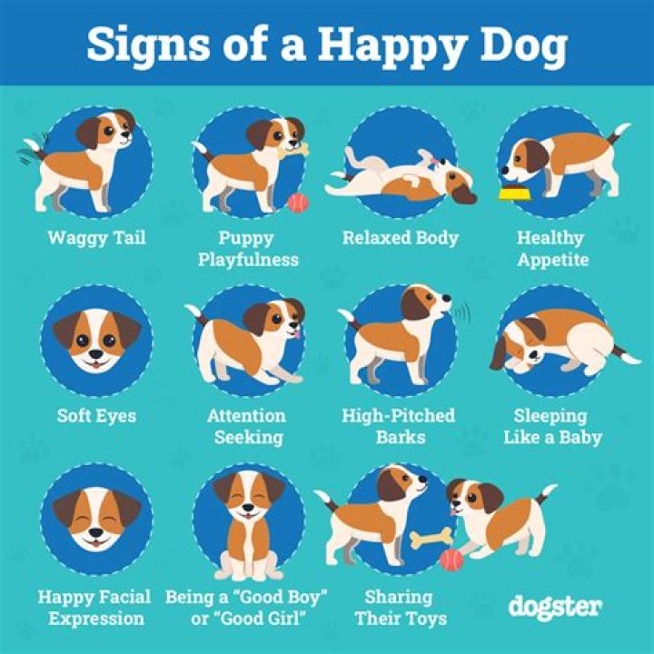 How do you know when your dog is unhappy?