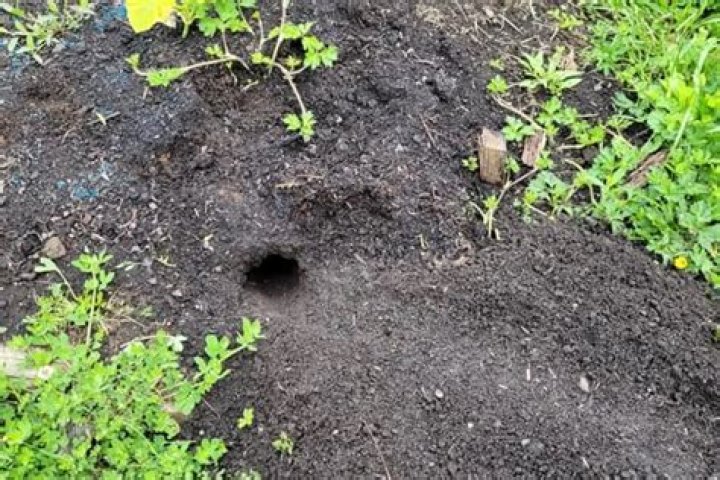 How do you know you've got rats in your garden?