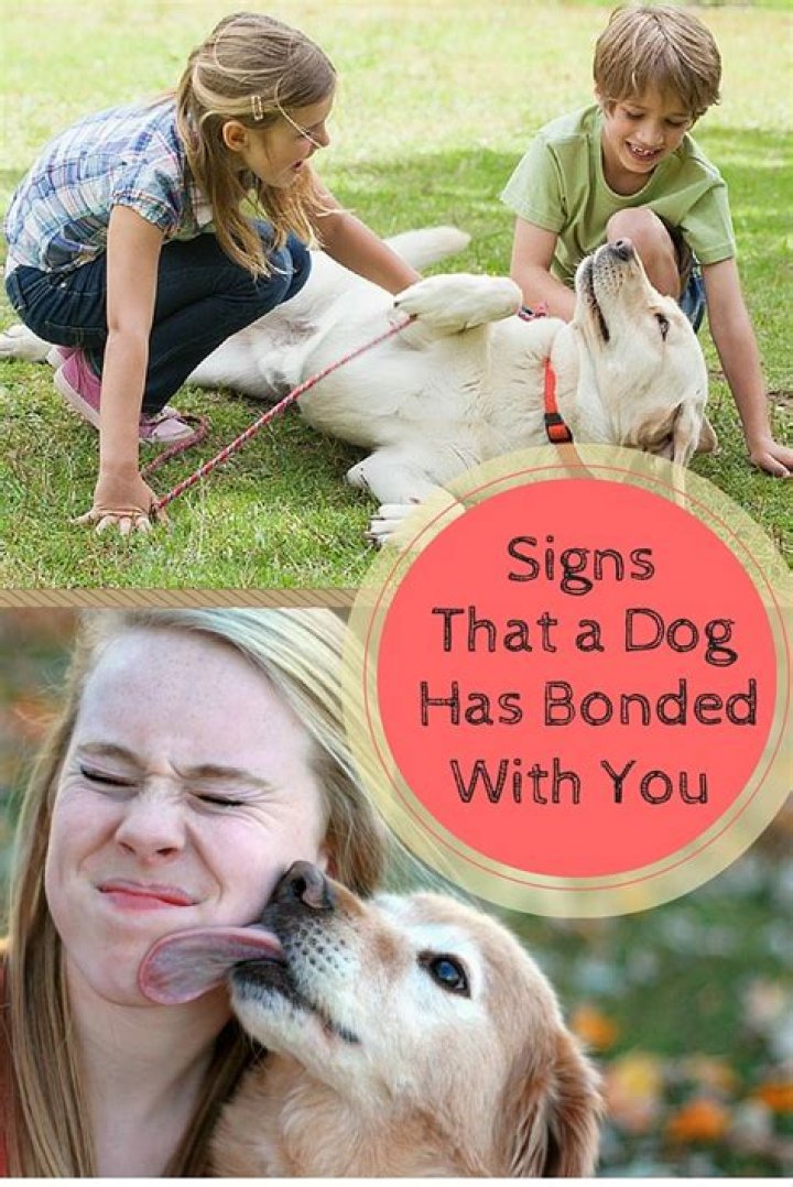 How do you know your dog has bonded with you?