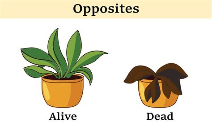 How do you make dead plants alive?