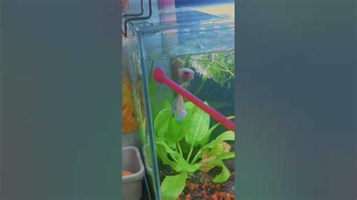 How do you play with your betta fish?