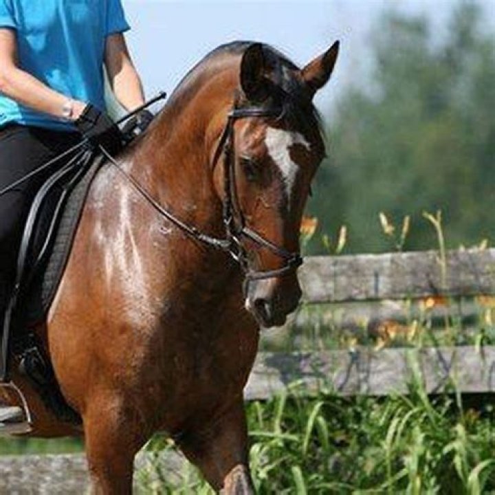How do you prevent a horse from foundering?
