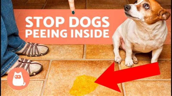 How do you punish a dog for peeing in the house?