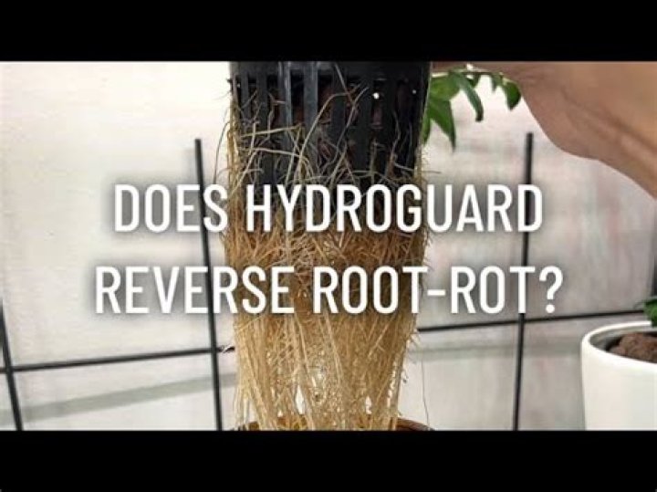 How do you reverse root rot?