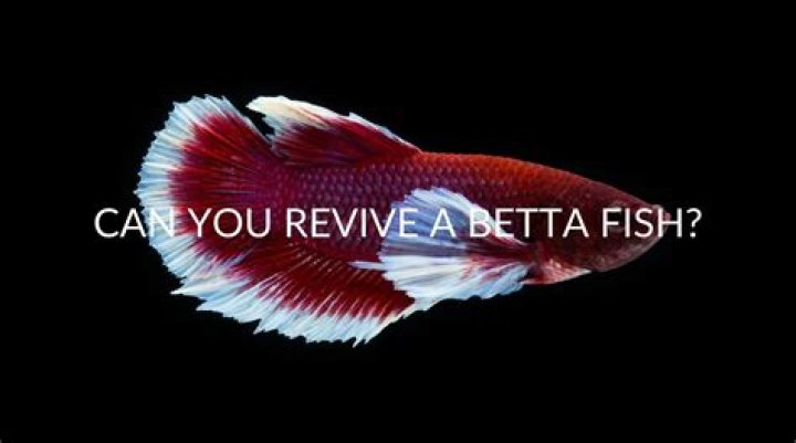 How do you revive a fish?