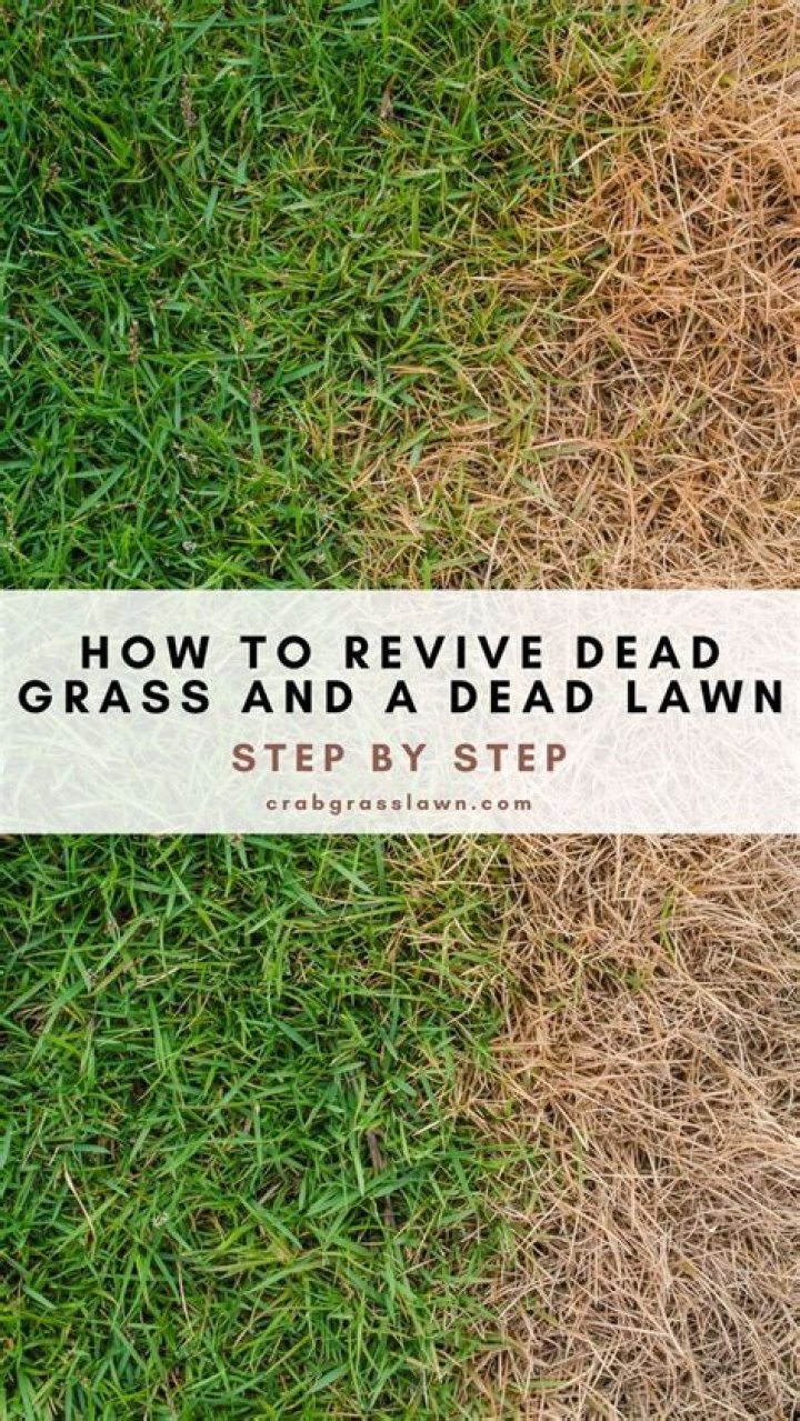 How do you revive dead grass quickly?