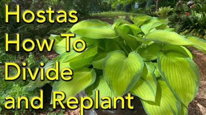 How do you split and replant hostas?