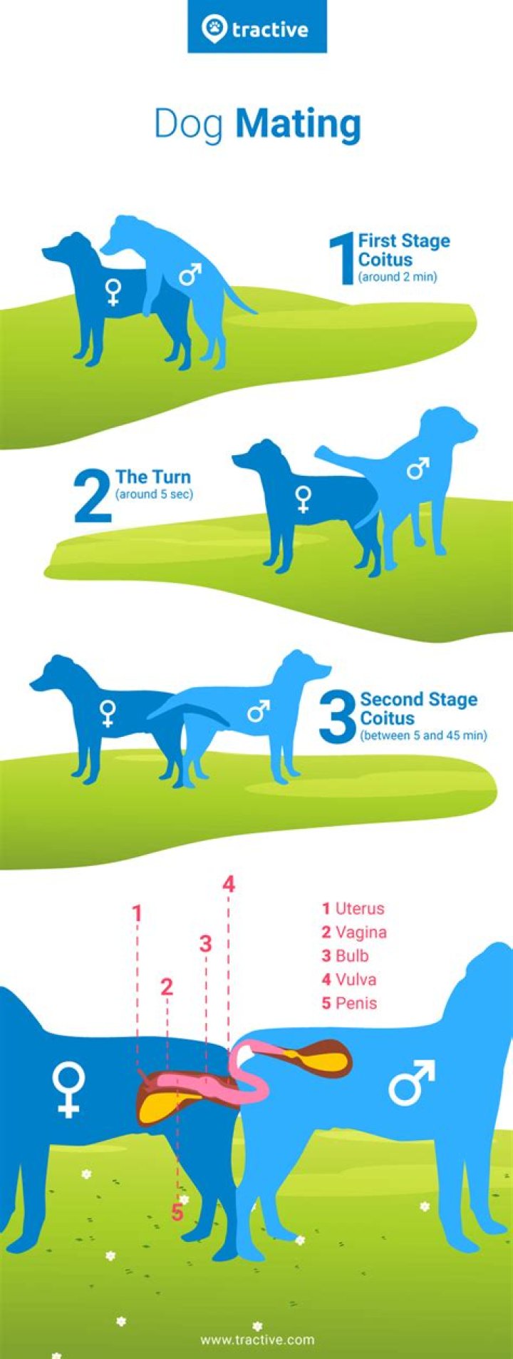 How do you stop a male dog in heat?
