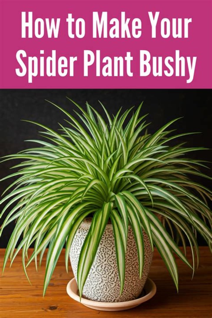 How do you take care of a spider plant?