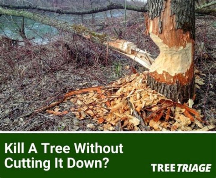 How do you tell the age of a tree without cutting it down?