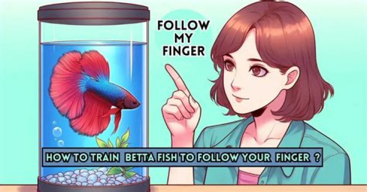 How do you train a betta fish to follow your finger?