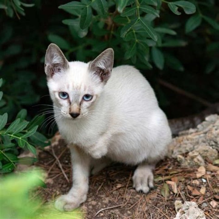 How do you train a cat not to run away?