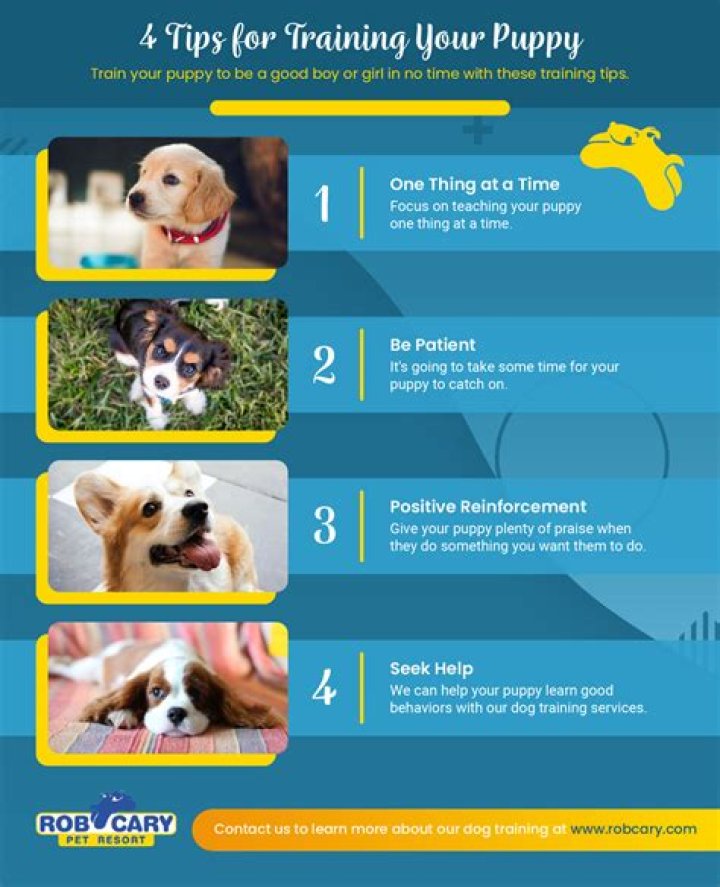 How do you train a dog to accept a baby?