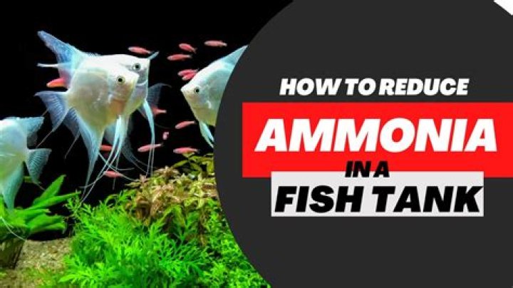 How does a fish tank get ammonia?
