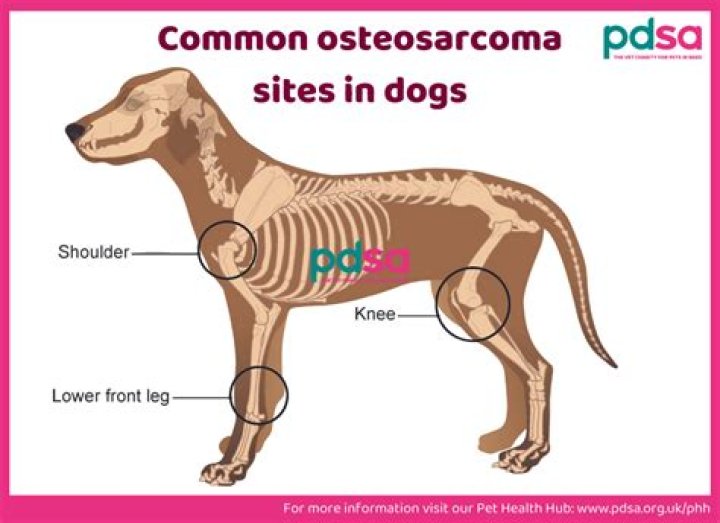 How does a sarcoma feel?