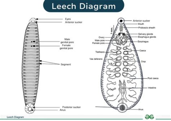 How does leech seed work?