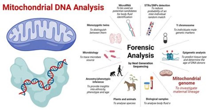 How does mitochondrial DNA differ from nuclear DNA quizlet?