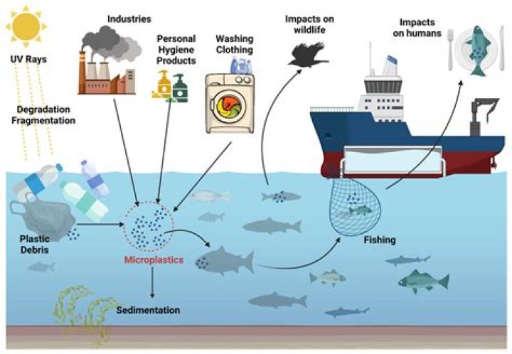How does pollution affect the animals and their food chain?