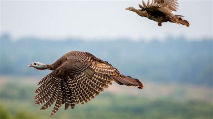 How Far Can turkeys fly?