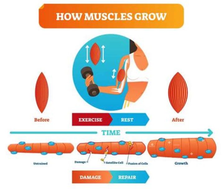 How fast does muscle grow?