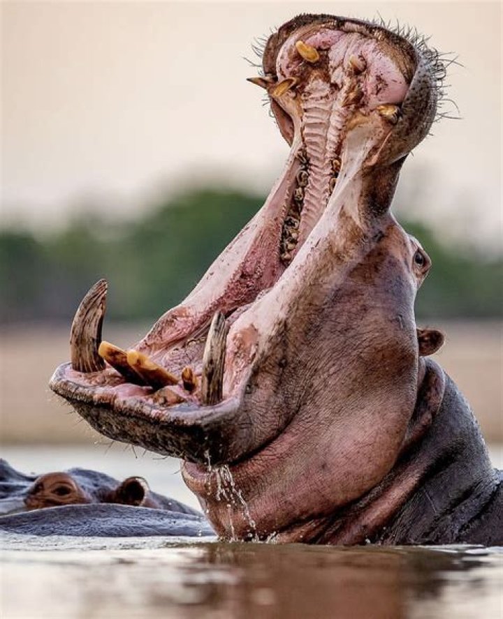 How fast is a hippo?