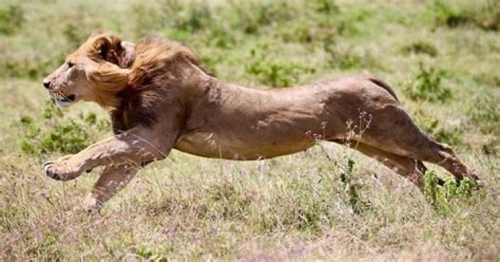 How fast is a lion?